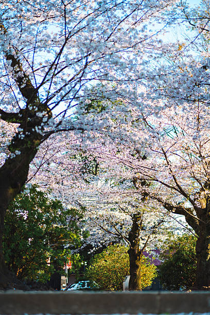 istock Cherry blossom petals in the backlight. 2208828006