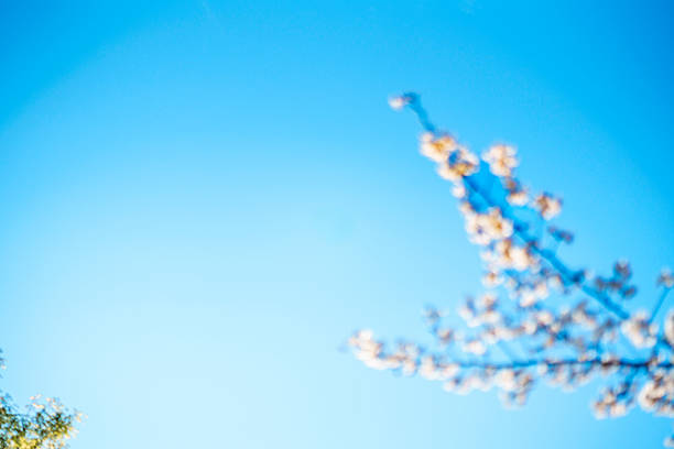 A photo of cherry blossoms with white space.