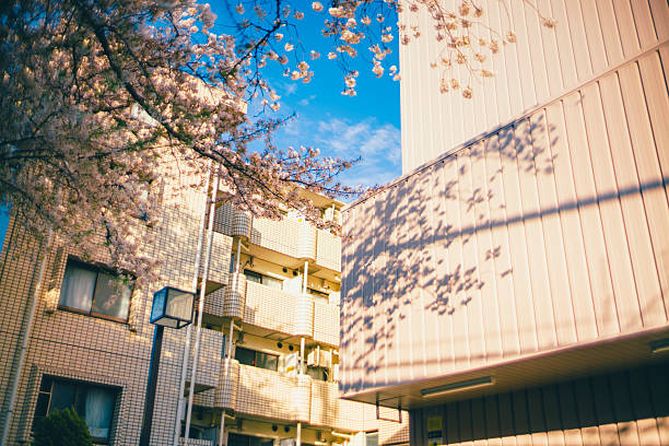 The shadow of cherry blossom branches reflected on the building.