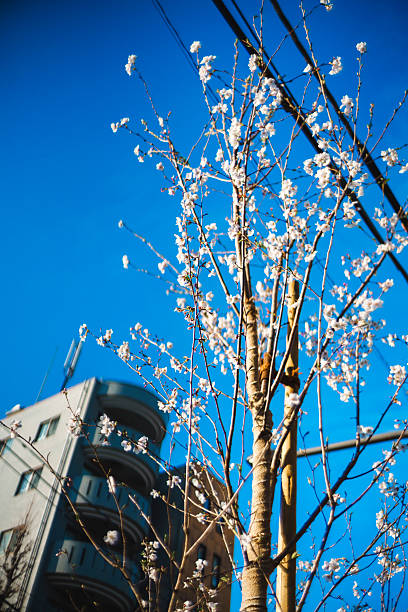 Young cherry trees lining the street.