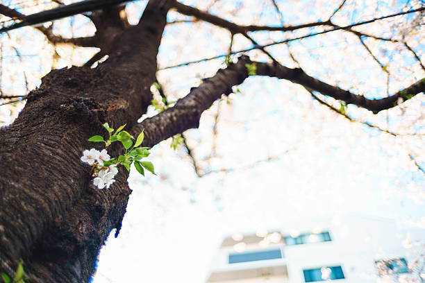 Cherry blossoms blooming from the trunk.