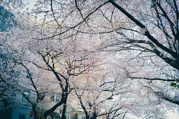 Cherry blossoms in full bloom in the urban area.