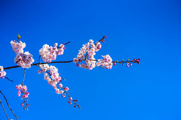 Cherry blossom branches and flowers standing out against the blue sky.