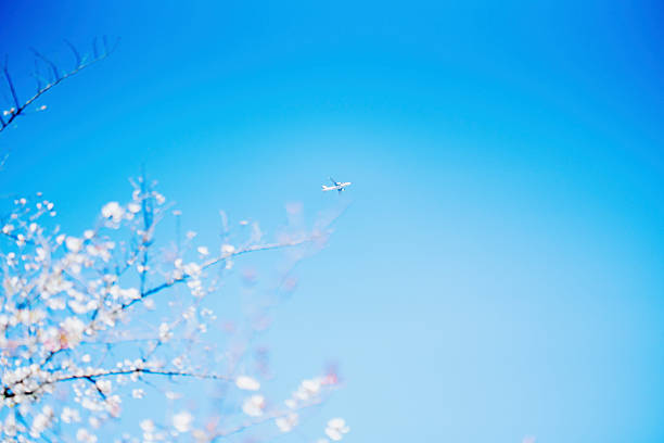 Cherry blossoms in full bloom and a passenger aircraft.
