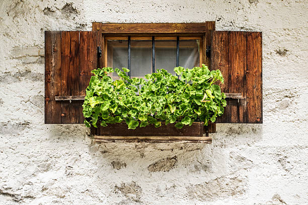Window with wooden shutters of typical austrian farmhouse beautifully decorated with geranium flowers