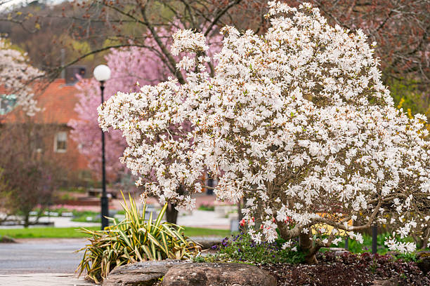 Magnolia and Cherry blossom park.
