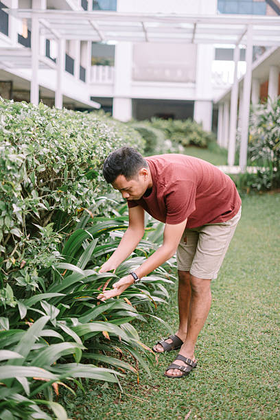 istock Man tending lush greenery in a serene garden setting with architectural backdrop 2208829388