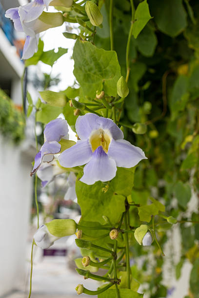 istock Thunbergia grandiflora Blue trumpet vine 2208830346
