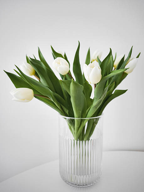 istock White tulips bringing spring joy in a modern glass vase copy space 2208832696