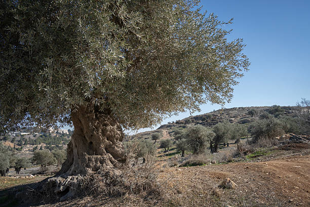 istock An Olive Grove near Jerusalem, Israel 2208832795
