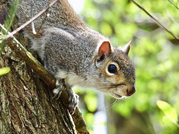 istock Grey squirrel close up portrait hanging on a tree 2208833964