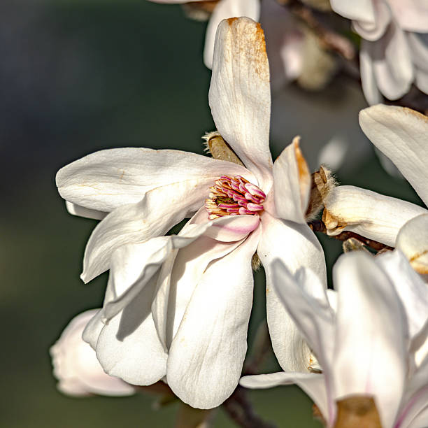 A bloom from a Royal Star Magnolia tree