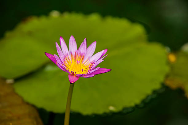 botany