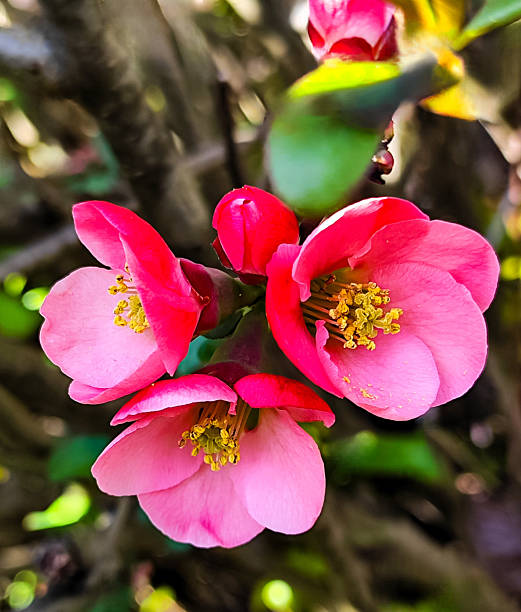 Close-up of vibrant pink blossoms in full bloom, surrounded by warm, softly blurred foliage. The petals’ delicate texture and the golden stamens create a striking contrast, evoking themes of renewal, serenity, and natural elegance. This floral macro shot radiates timeless beauty and is ideal for themes such as springtime, nature’s detail, femininity, and romantic aesthetics.