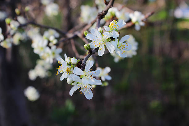 istock Close-up of white plum tree branches blossom in spring 2208843929