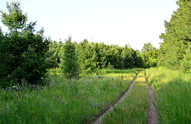A sunny path through a lush green field leading into a forest of trees