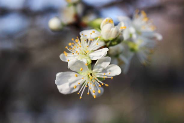 Closeup of a white cherry blossom with yellow stamens. Delicate spring flower macro shot in natural light.