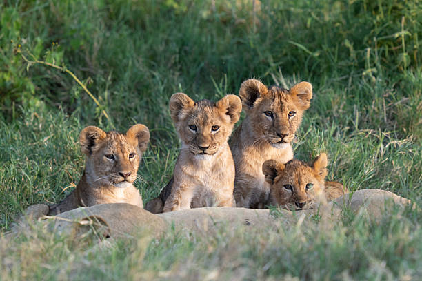 istock Four lion siblings at sunset gathered with mom 2208845162