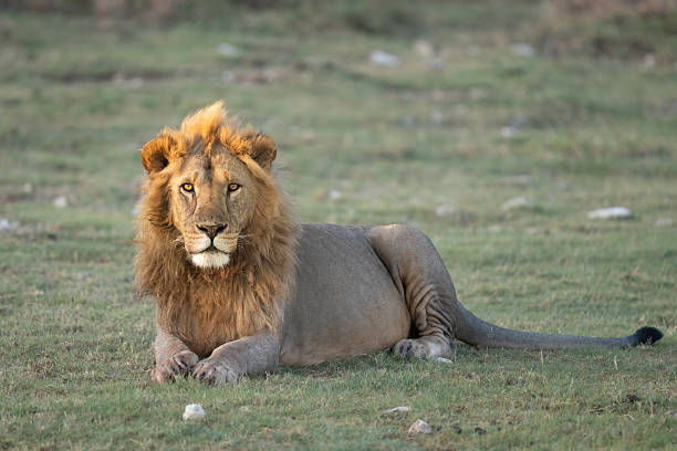 istock Young male lion at sunrise 2208845177