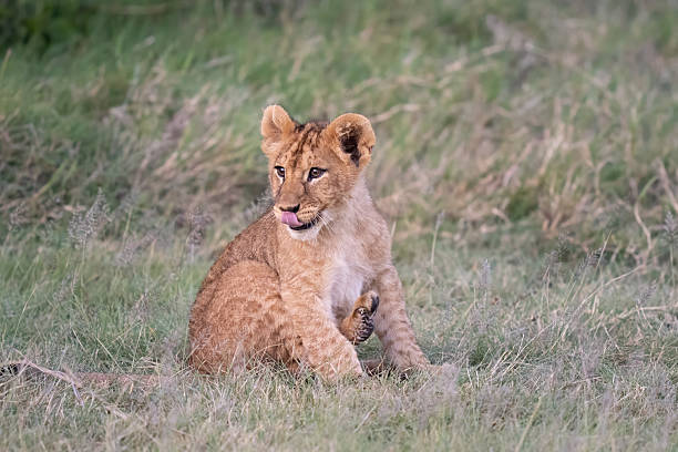 istock Close up on a lion cub in the grass 2208845189