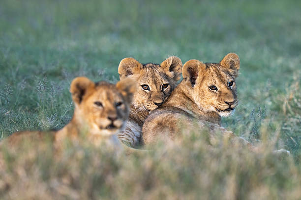 istock Three lion cub sibblings in the grass 2208845237