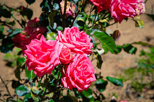 istock Garden roses in Sakura Park Atok Benguet. 2208846258