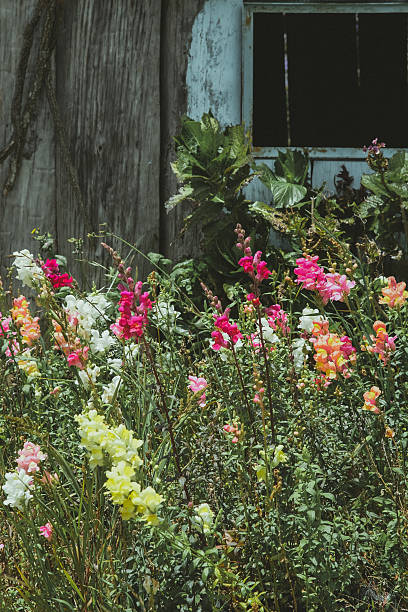 istock Snapdragon flowers in Sakura Park Atok Benguet. 2208846313