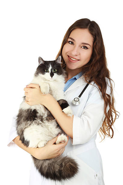 istock Young veterinarian holding cat on white background 2208847184