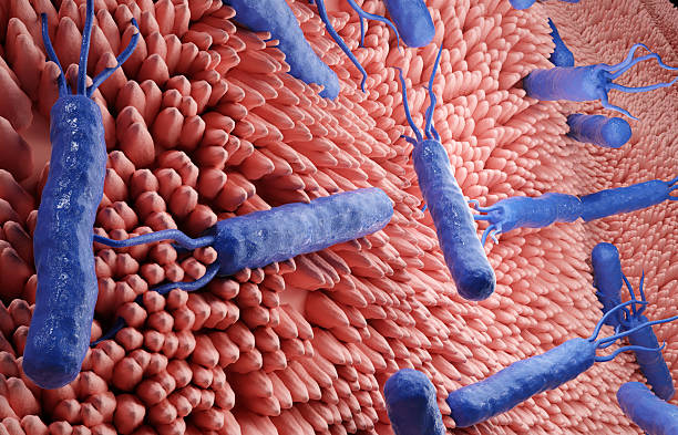 istock Helicobacter pylori bacteria cells 2208847379