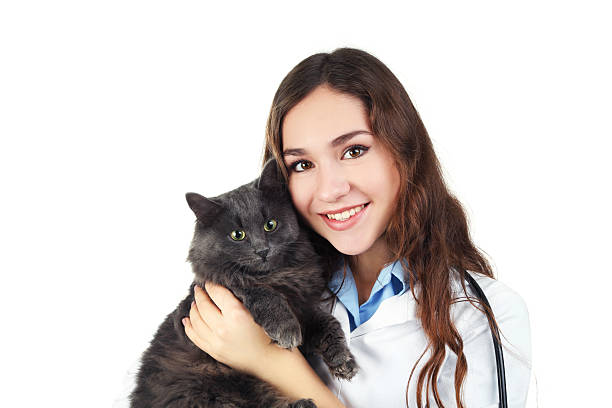 istock Young veterinarian holding grey cat on white background 2208847528