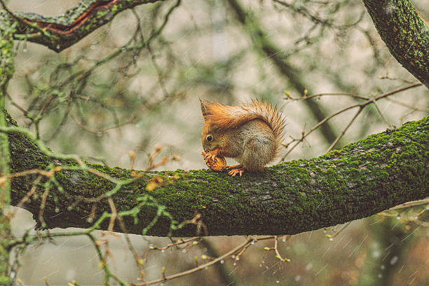 Squirrel in the garden