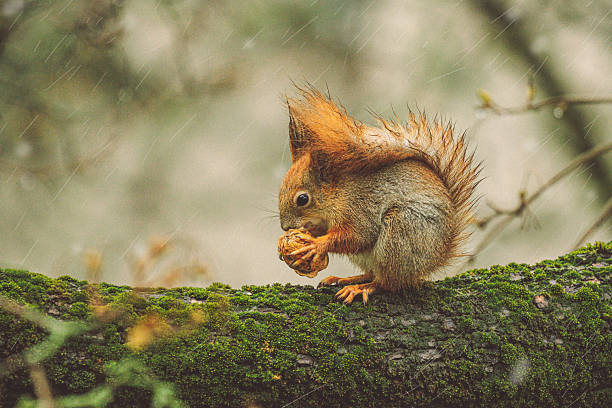 Squirrel in the garden