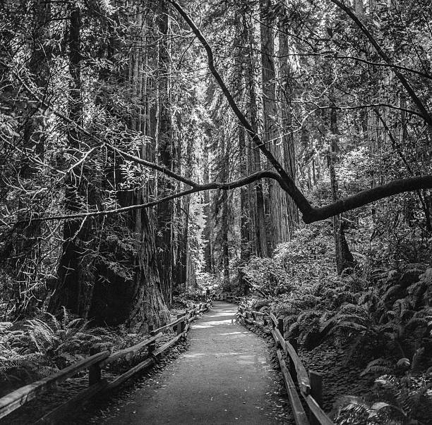 istock Path through the old growth redwoods at Muir Woods 2208849477