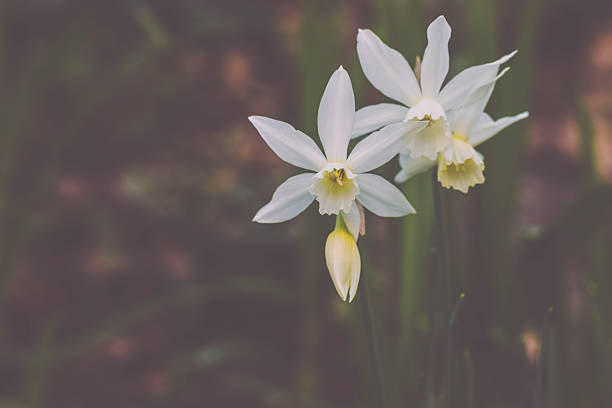 Flowers in the garden