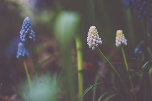 Flowers in the garden