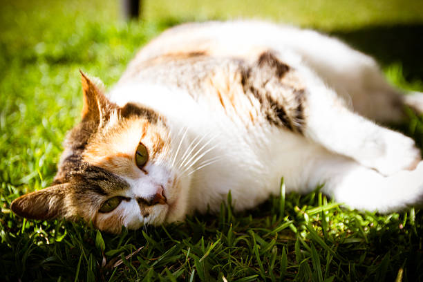Fat cat lying on the grass