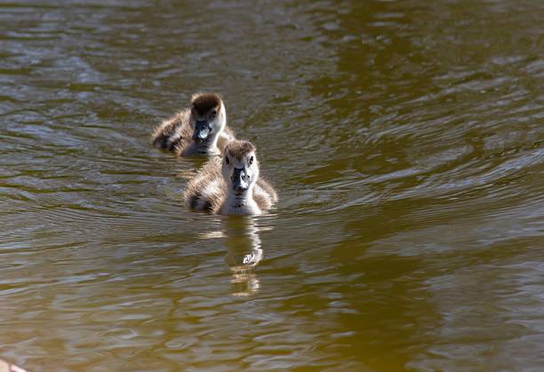 Female mallard duck with brood of newly hatched ducklings