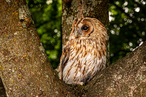 istock Tawny Owl, also known as a Brown Owl, Strix aluco 2208852505