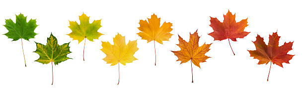 istock Autumn leaves border in various colors isolated on white background with clipping path. Gradient of maple leaves from green to dark red. Element for design. Vibrant fall foliage colorful garland 2208852541