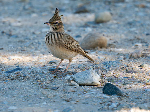 istock Crested lark observed in Paralia Mesis Greece's terrain 2208853397