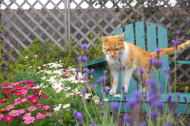 The orange cat,garden