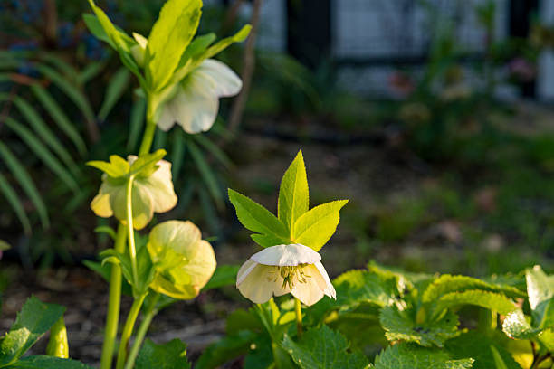 Stock photo features a white Christmas rose (Hellebore niger) in full bloom, showcasing its delicate petals and natural winter resilience. The flowering hellebore stands out against its cold-season surroundings, highlighting its timeless elegance and ability to thrive in harsh winter conditions