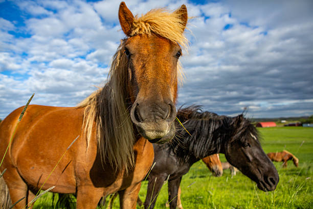 istock Beautiful nature landscape in Iceland during summer. 2208856762