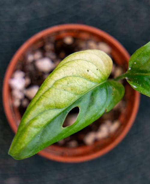 istock Monstera adansonii variegata aurea. young plant in plastic pot. The plant has several large, light green leaves with delicate discolorations. view of the plant from above 2208858359