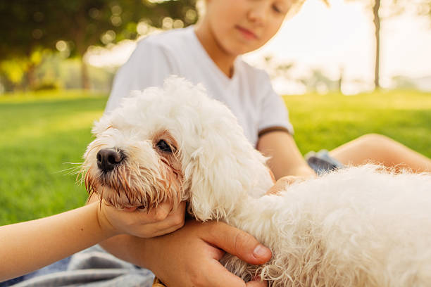 istock Child playing outdoors with a small white dog in a sunny park 2208858407