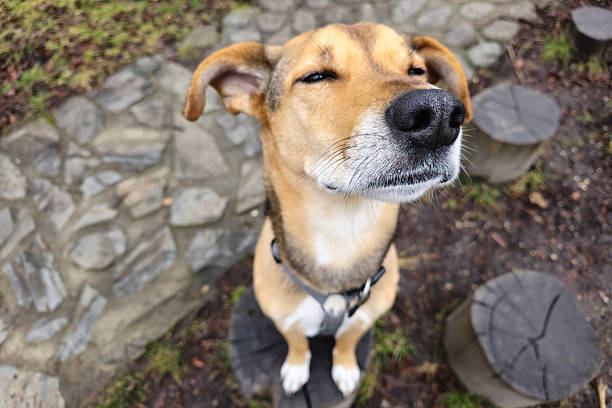 Funny dog making a dreamy face while sitting on a tree stump. Top view pet humor and emotion with Personal perspective. friendly dog face cute pet photo
