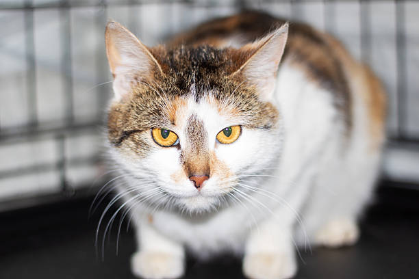 istock Calico cat with yellow eyes in cage, looking at camera 2208859929