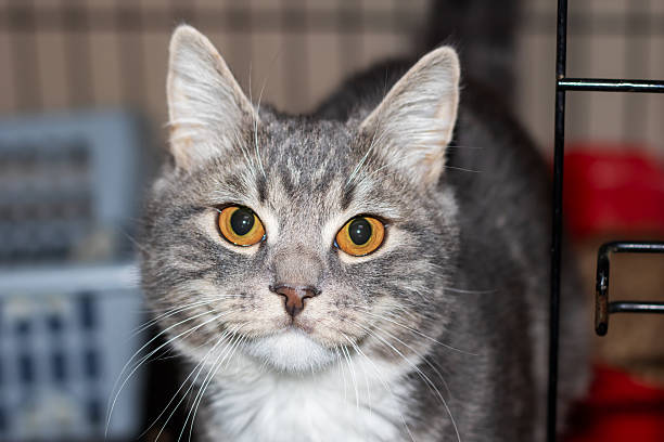 istock A grey and white Felidae with yellow eyes in a cage 2208861076