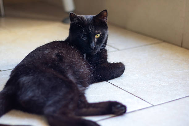 istock A black Bombay cat with yellow eyes is lying on a tiled floor 2208861784