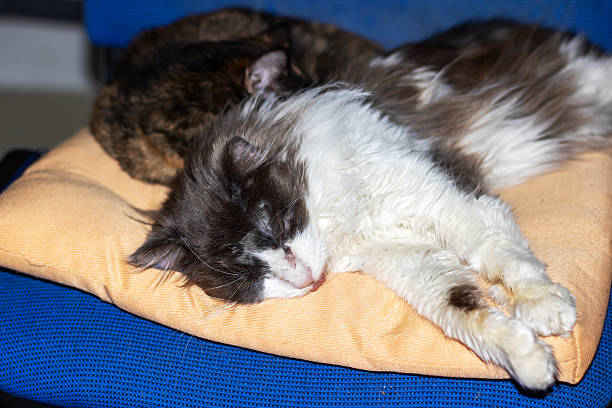Grey and white cat resting peacefully on a soft green blanket, enjoying a moment of tranquility
